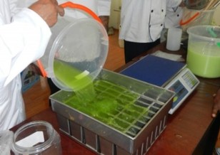 Se vacia la mezcla misturada previamente, al molde de 40 paletas de 120 gr. cada una, alistando para congelar